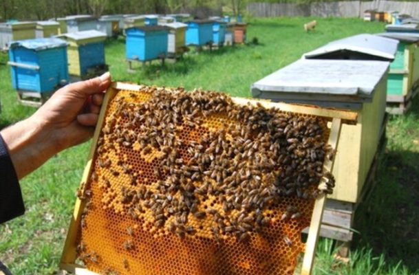 Can honey expire akin to juices?