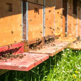 Can honey expire in the same way as yogurt?